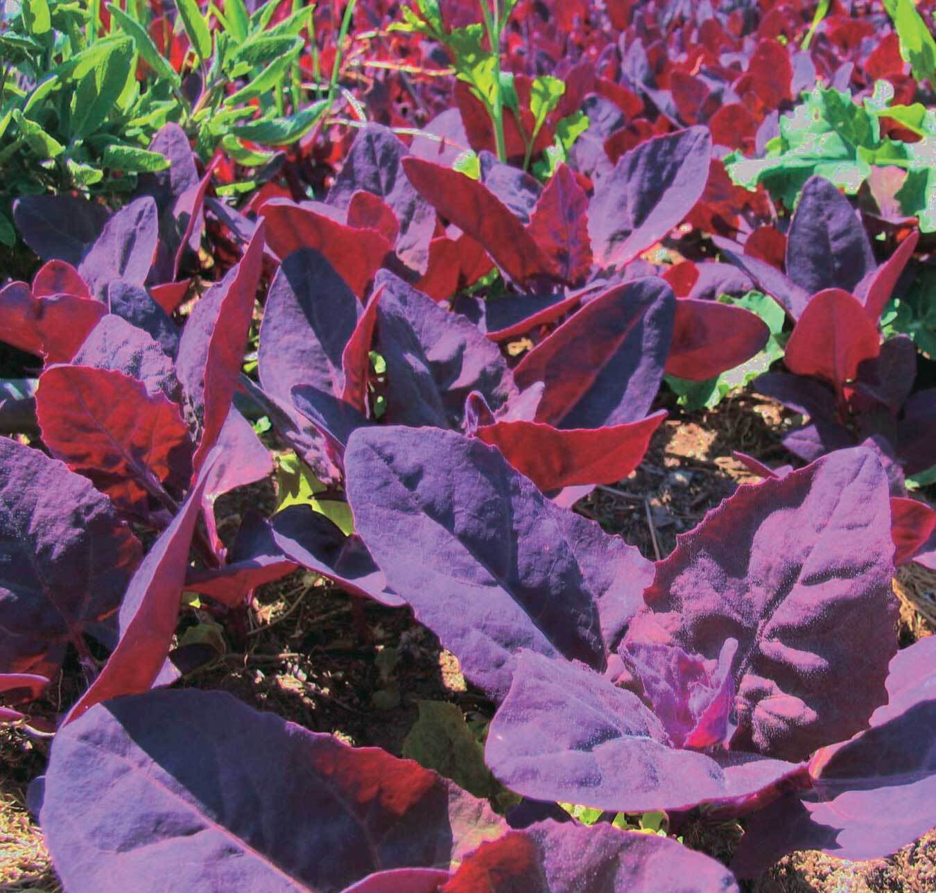 Orach Red Fire Seeds, French Spinach, Mountain Spinach, NON-GMO, FREE SHIPPING
