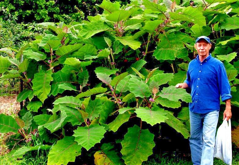 Naranjilla Orange Tree Seeds Solanum quitoense “Lulo Quito” Garden Fruit Plant