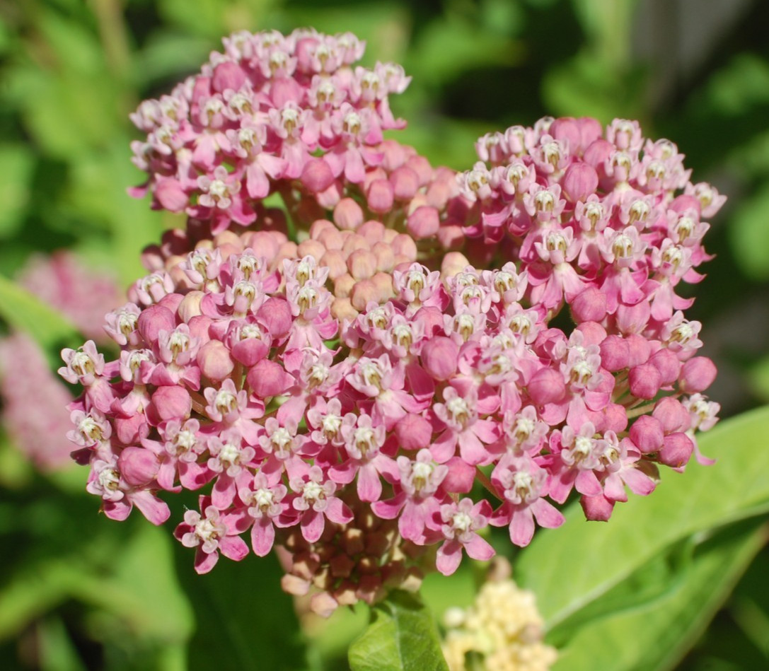 1 GRAM +Pink Swamp Milkweed/NATIVE NE US/Asclepius Incarnata/ORGANIC