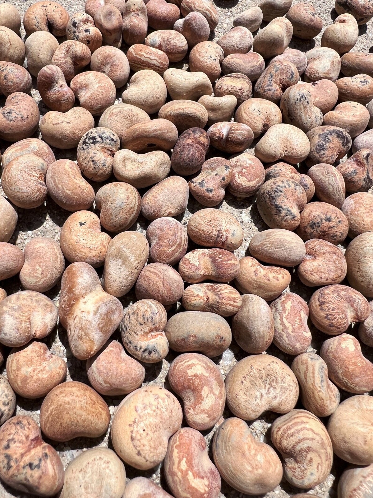 Australian Baobab Seeds (Adansonia Gregorii)
