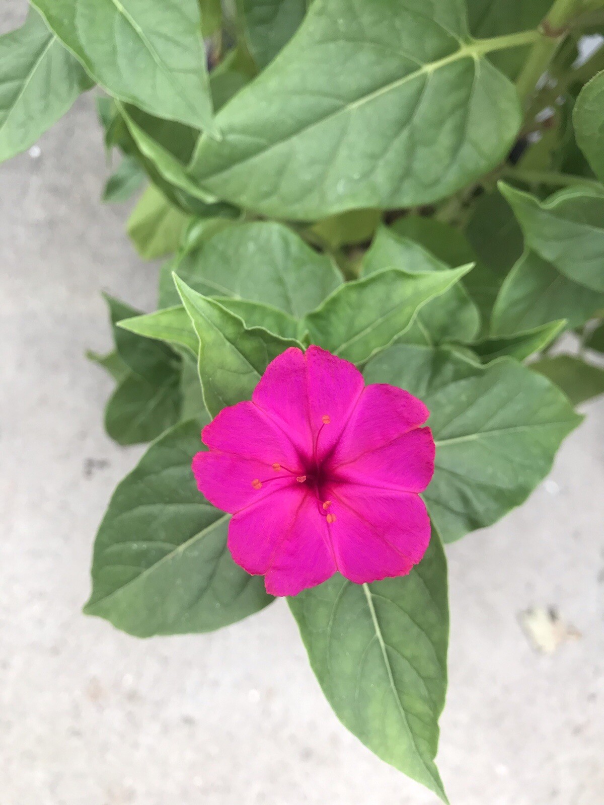 Mirabilis jalapa 4 o’clock seeds magenta pink 25 SEEDS