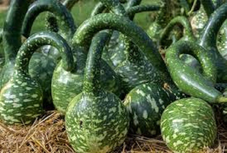 Premium Organic Speckled Swan Gourd Seeds – Fresh From 2026 – Ornamental