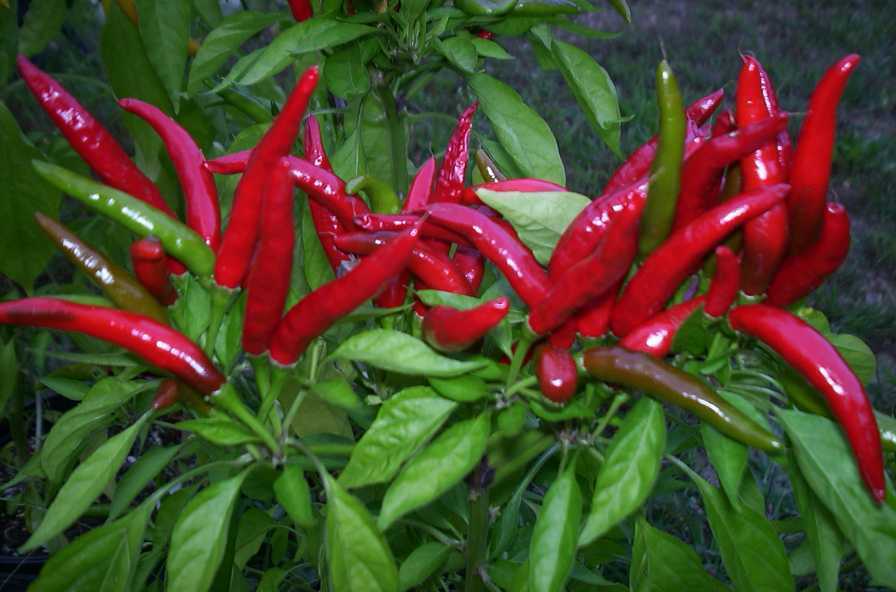 Thai Hot Pepper Seeds Heirloom Hunan Szechuan Dragon Small Red Pepper