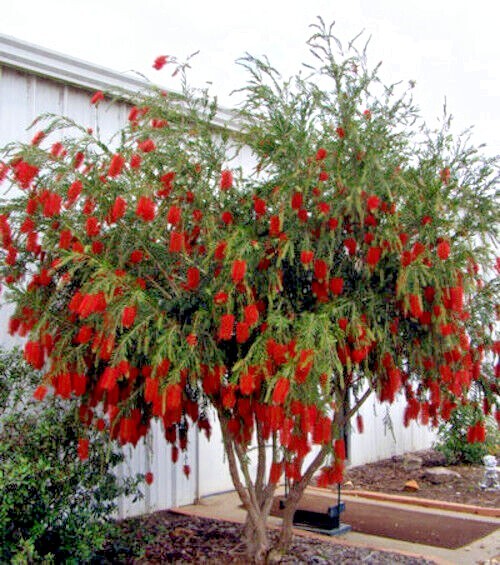 50 WEEPING BOTTLEBRUSH Flower Tree Seeds Garden Plant (Callistemon viminalis)