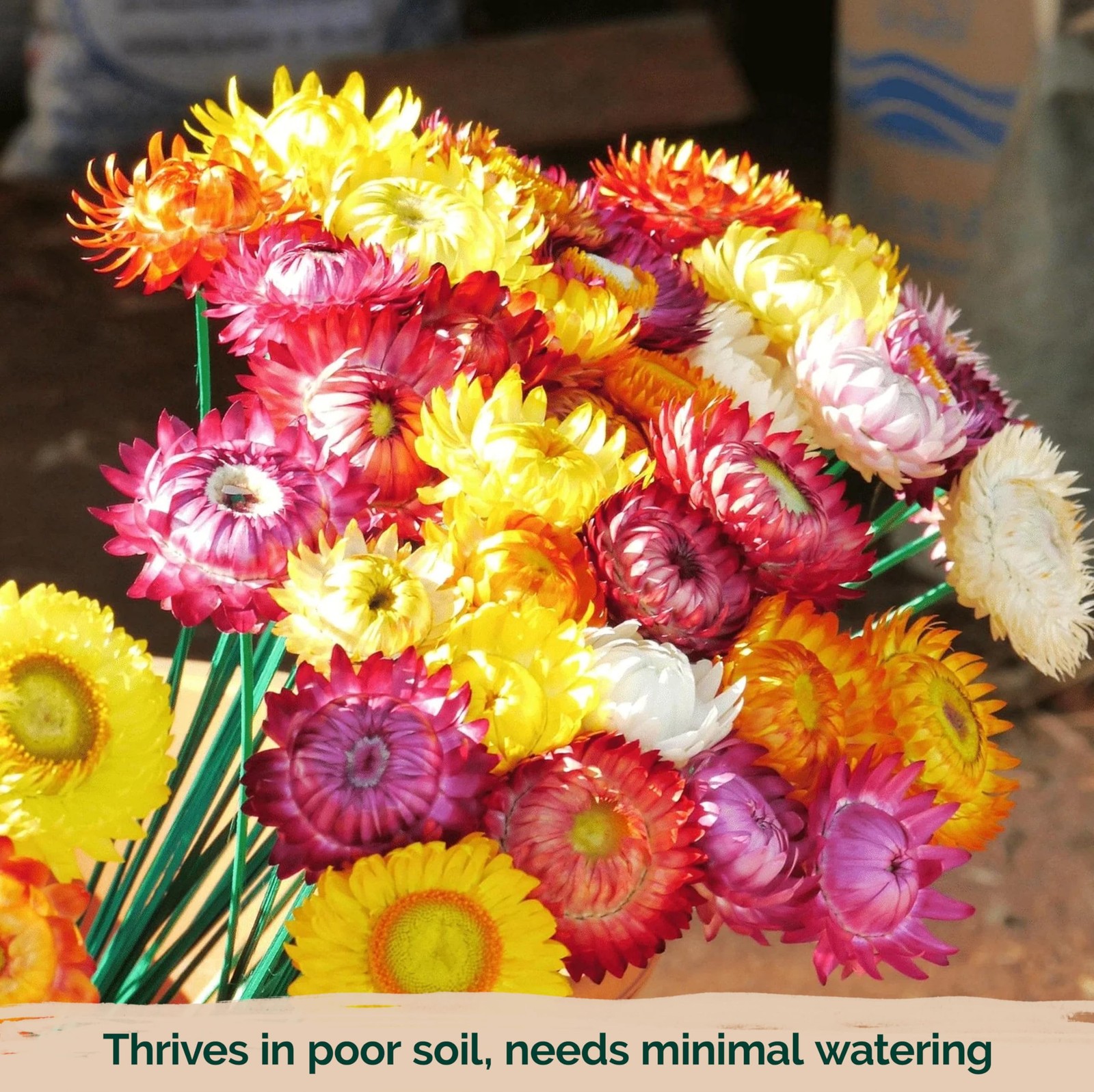KVITER 3,000 Tall Mix Strawflower Seeds (Helichrysum Bracteatum), 2 Pack