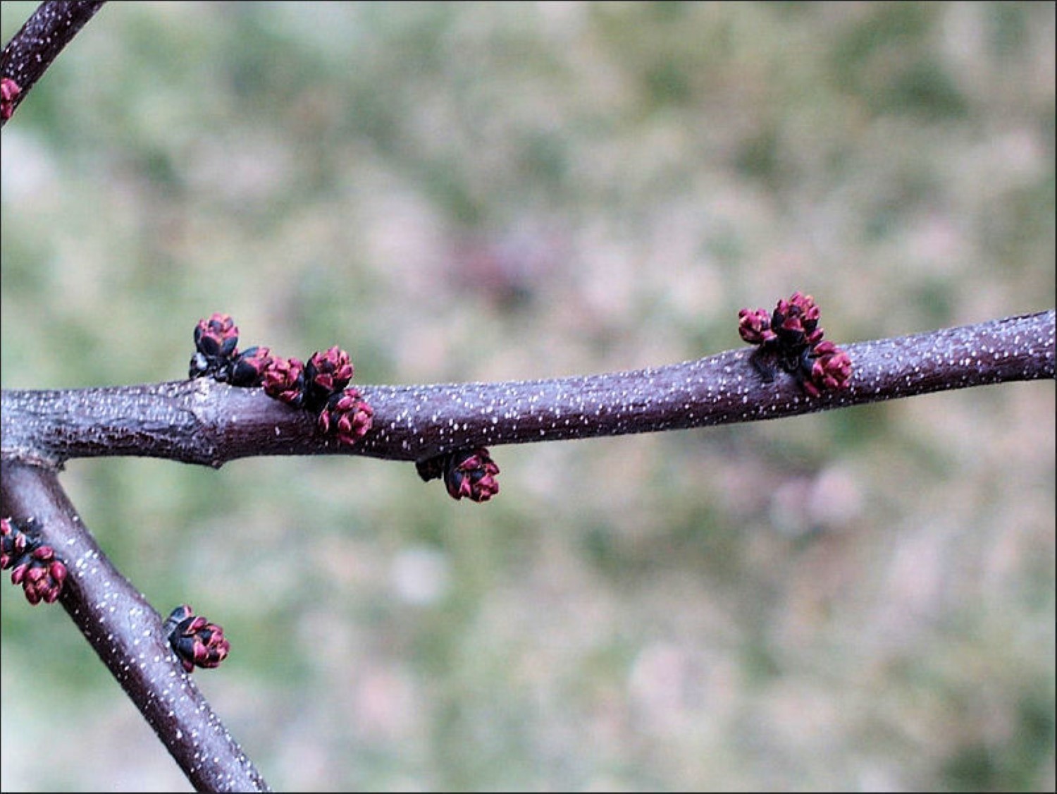 Eastern Redbud tree (Cercis canadensis) 1 year old plant 6-10 inches tall