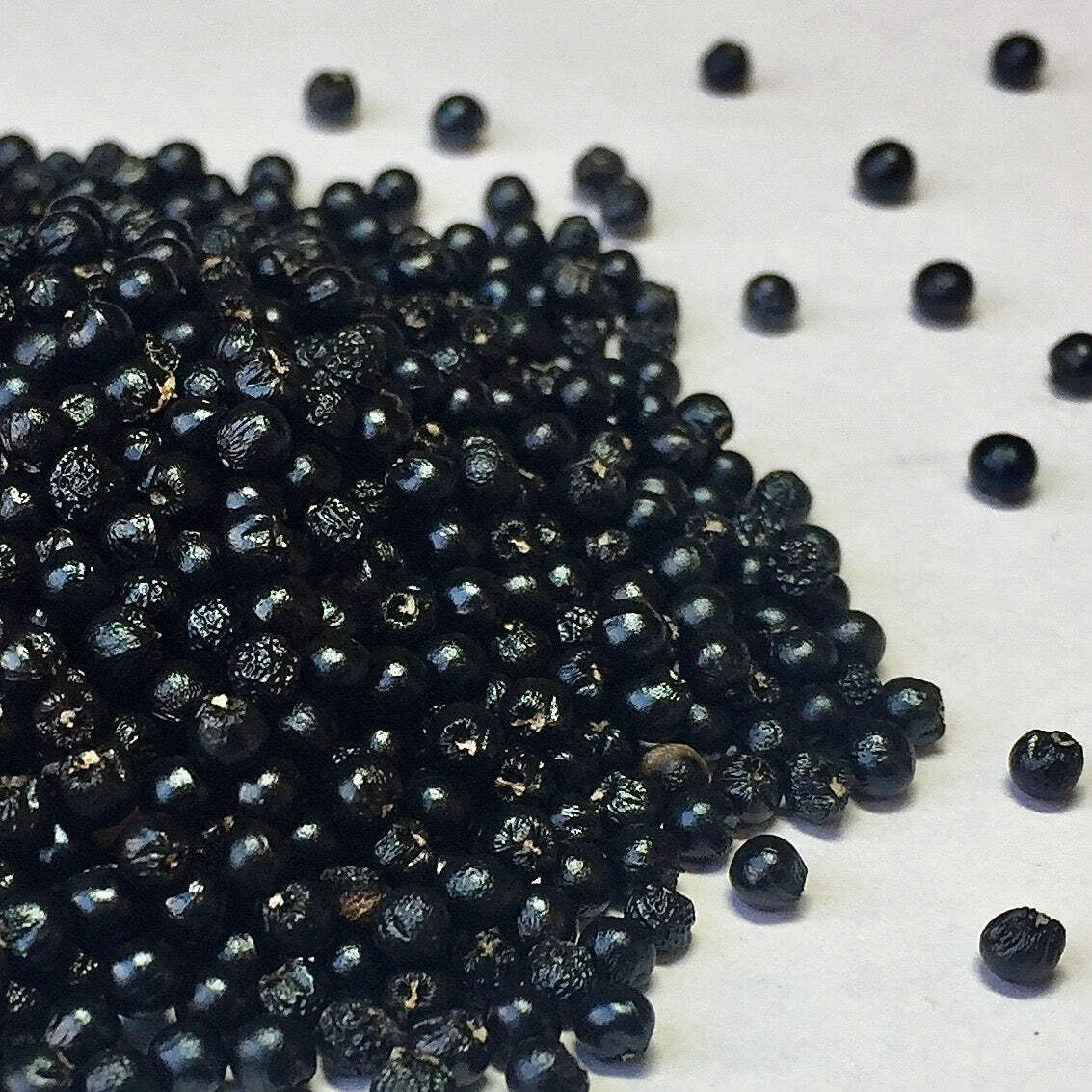 Ramp (Wild Leeks) Seeds (Allium tricoccum) ~Wild Edible Woodland At Risk Species