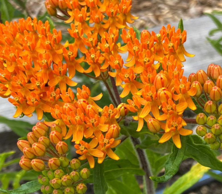 Set 2 Orange Milkweed Live Starter Plant – 3-8″ Tall – Monarch Butterfly Attract