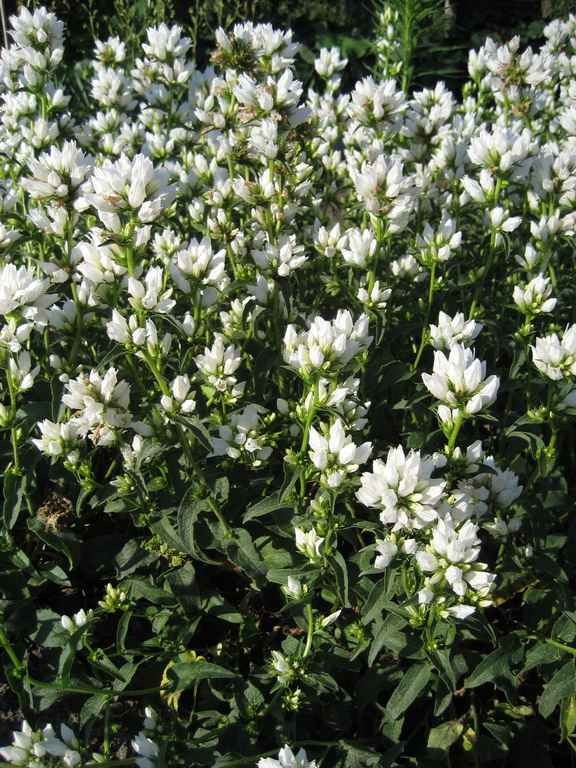 Campanula glomerata – Alba seed