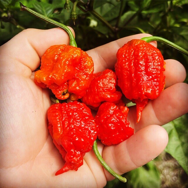 100+ Random SUPERHOT Pepper Seeds Individually Labeled Over 40 Different Kinds