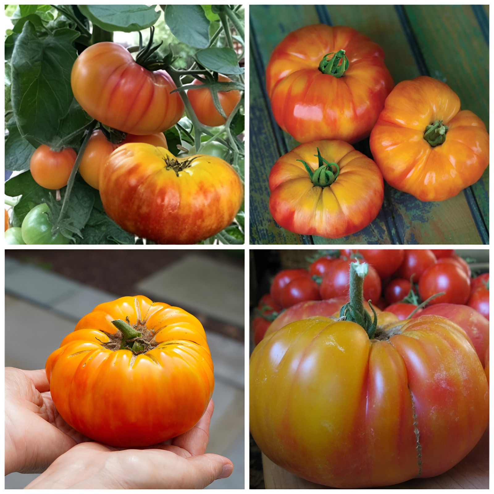 Bi-Color Heirloom Tomato Combo – 4 Varieties – 50 Seeds Each – 200 Seeds Total
