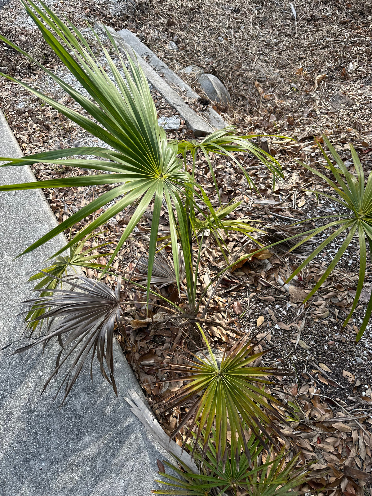 Coccothrinax acuminata Seeds – Cuban Silver Palm!