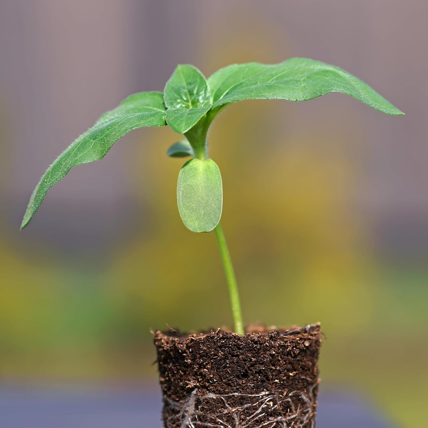 Mammoth Grey Stripe Sunflower Seeds | 600+ Heirloom Seeds Helianthus Annuus Non