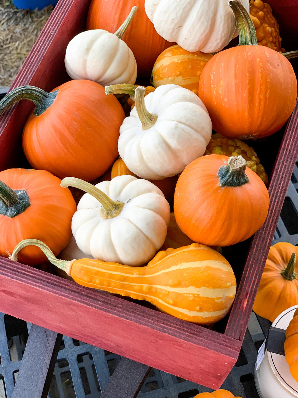 Mini Mix Pumpkin Seeds | White and Orange Untreated Baby Boo Little Seed 2023