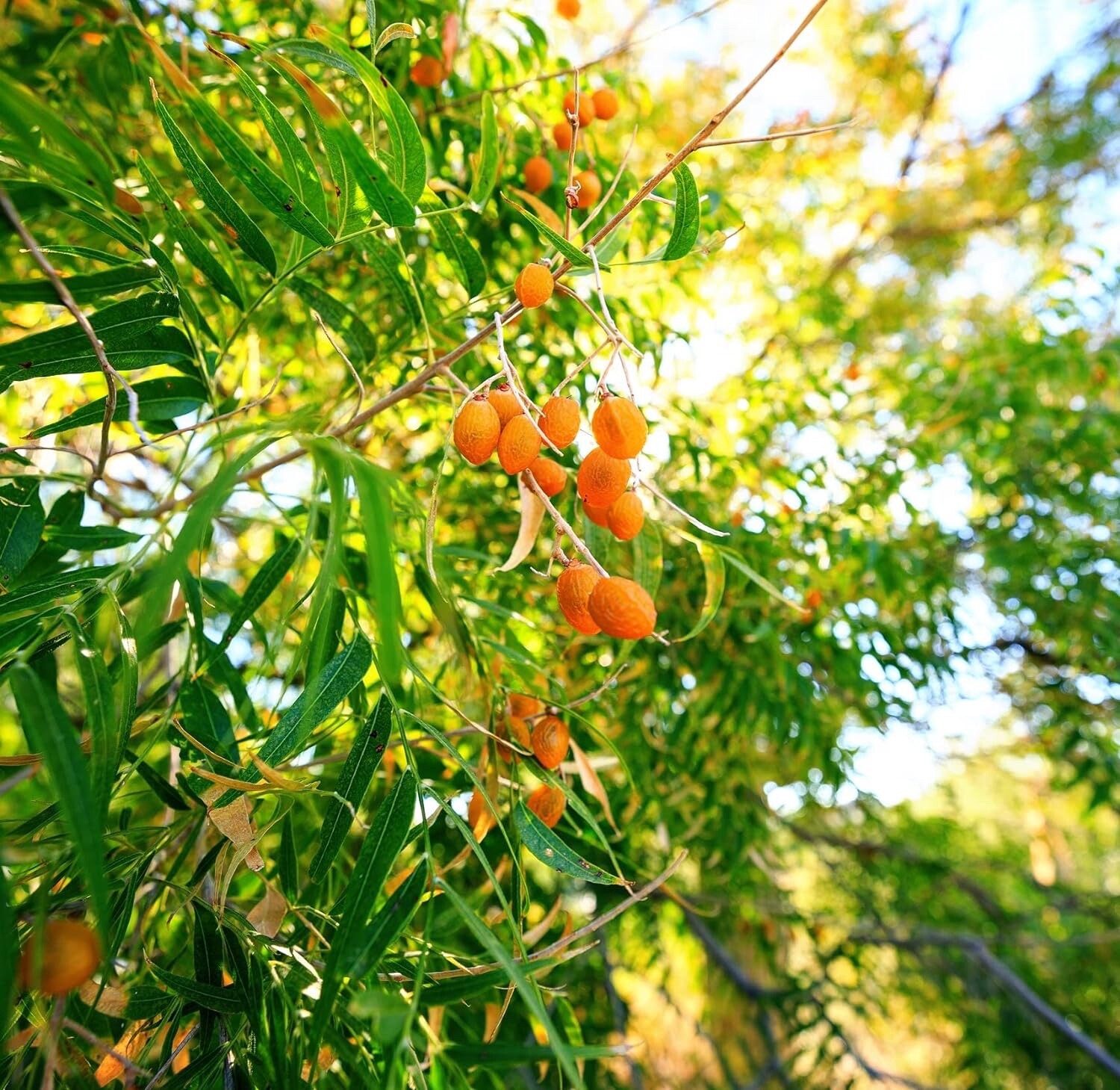 5 Soapberry Tree Seeds for Planting – Sapindus saponaria – Wingleaf Soapberry