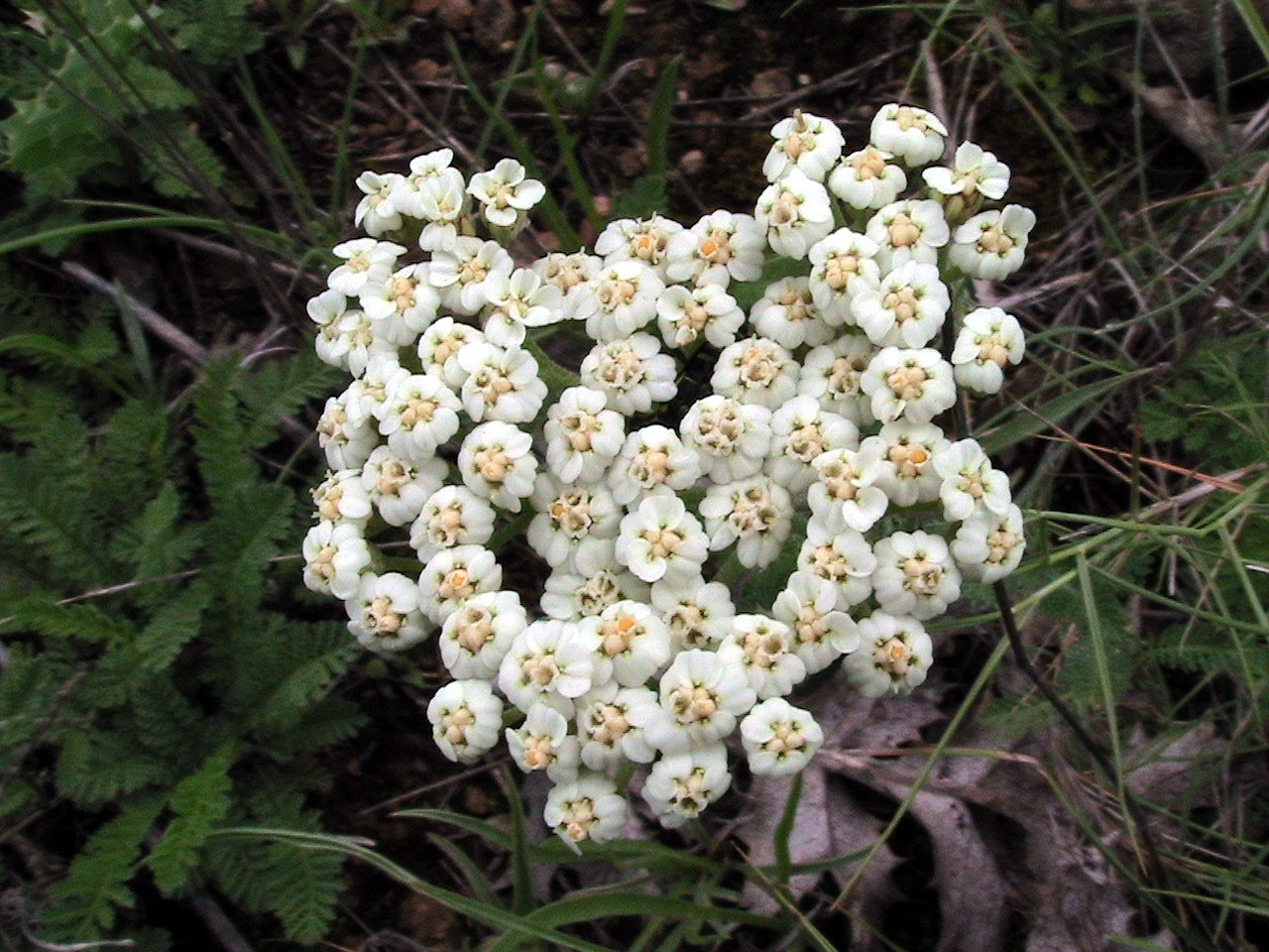 White Yarrow Seeds – Achillea millefolium – Medicinal – Mosquito Repellant