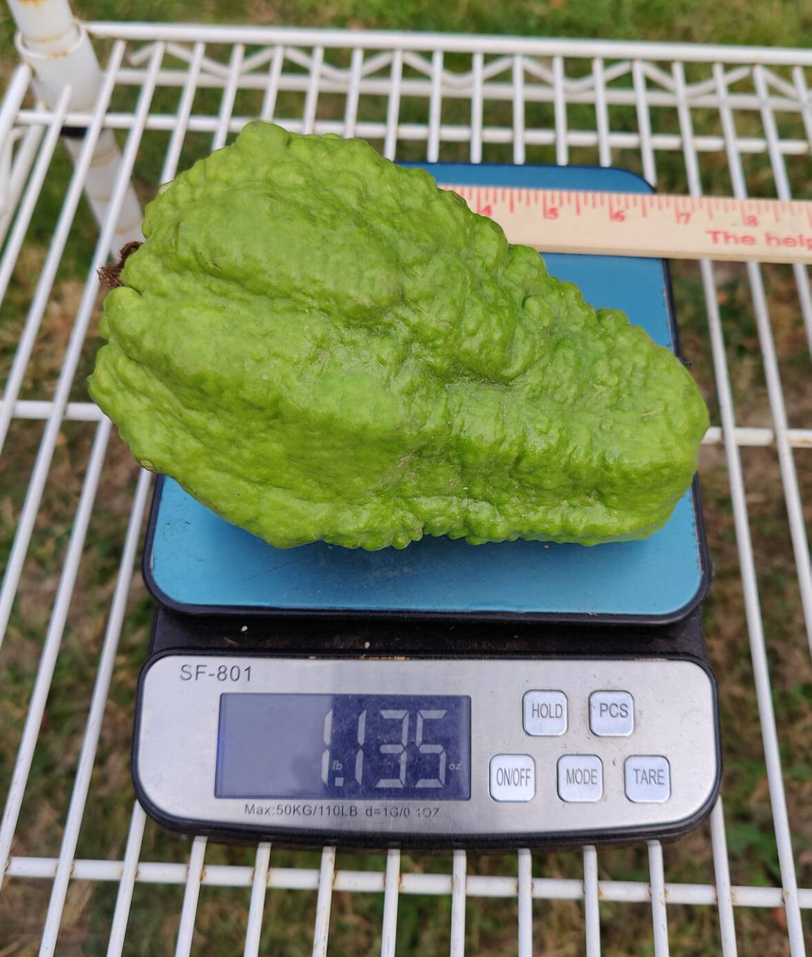 (1) One small seedling of “JUMBO THAI/ASIAN GUAVA” about 7-18″ Tall (ROOTED)