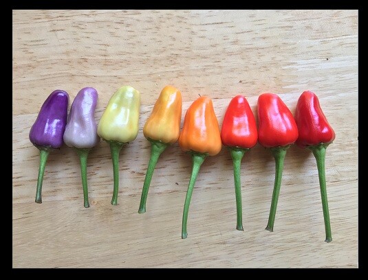 Numex Twilight 20 – 400 Seeds Hot pepper Heirloom Container Rare ornamental