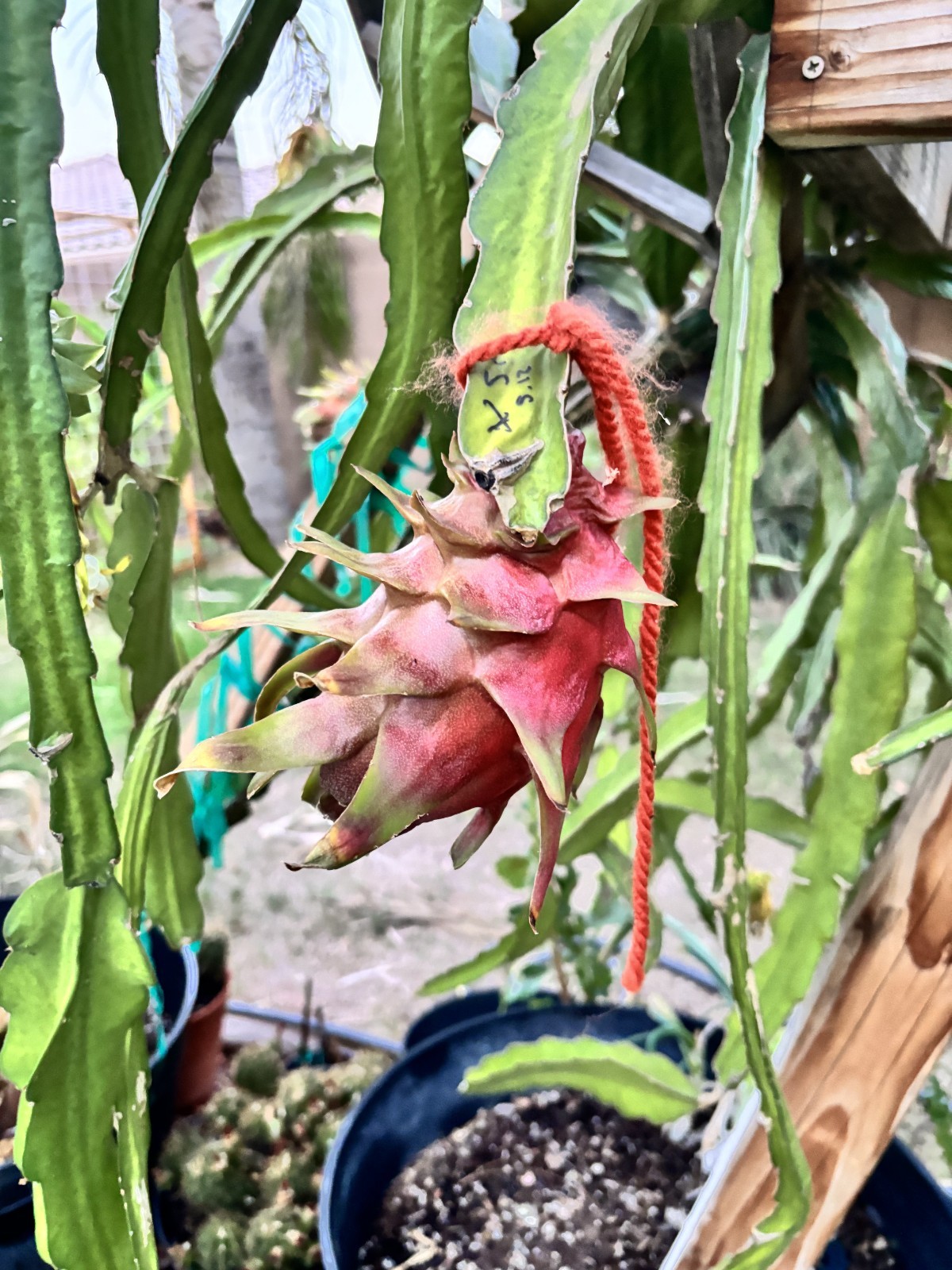 Hybrid Dragonfruit Seed – Physical Graffiti X Selenicereus Pteranthus 10x