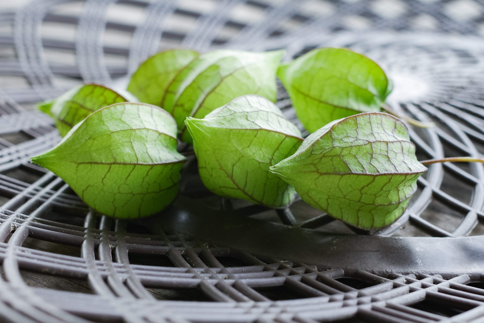 200 Organic GROUND CHERRY Physalis Pruinosa Golden Strawberry Vegetable Seeds