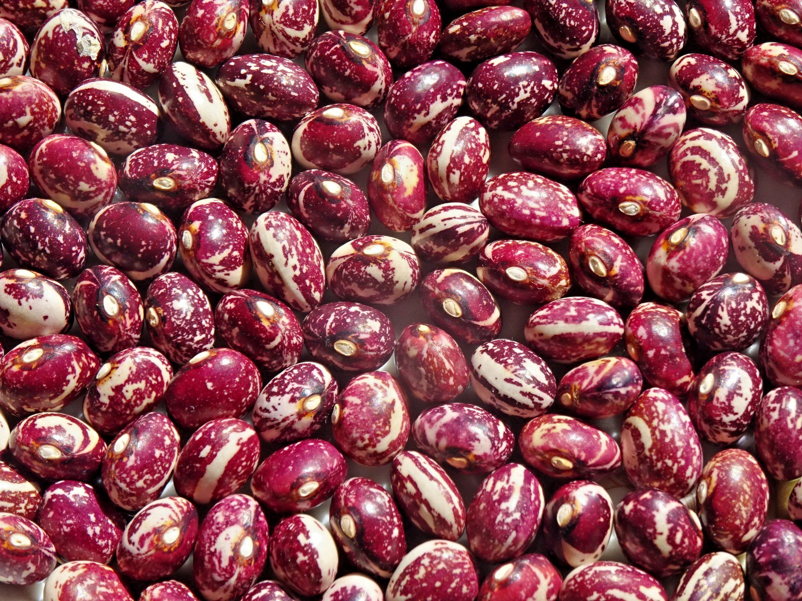 Pole Bean Good Mother Stallard 25Seeds heirloom Grown in 2025 organic Delicious