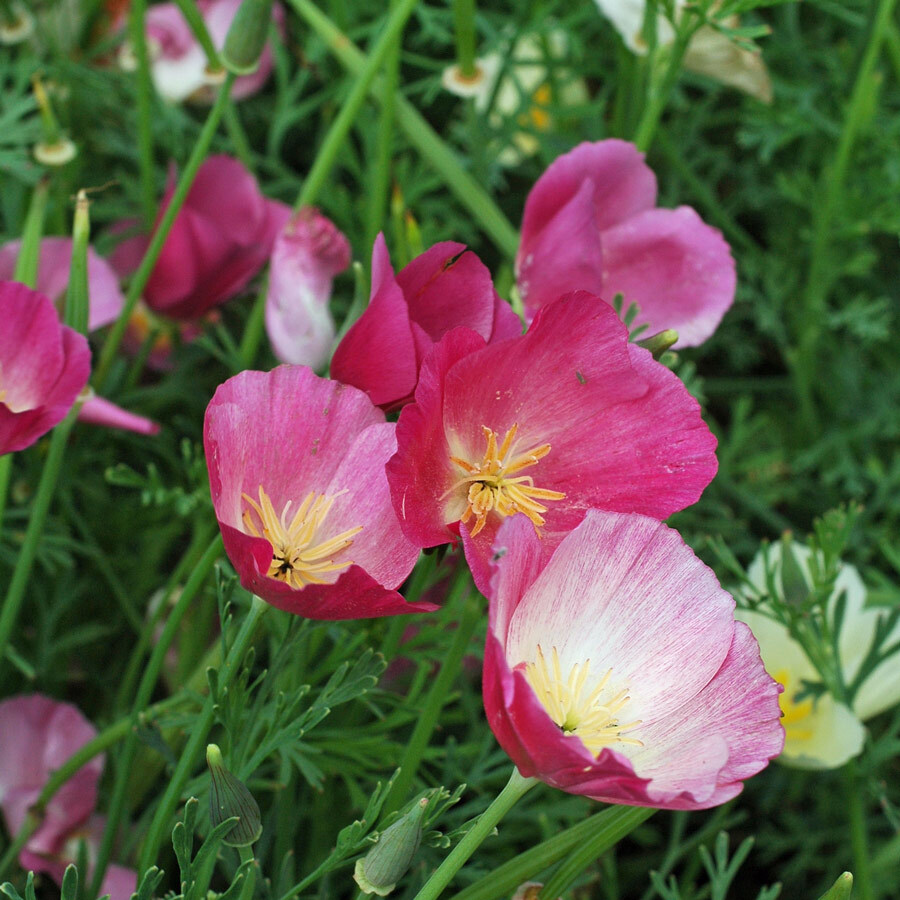 Purple Gleam California Poppy Seeds | Non-GMO | Free Shipping | Seed Store 1227