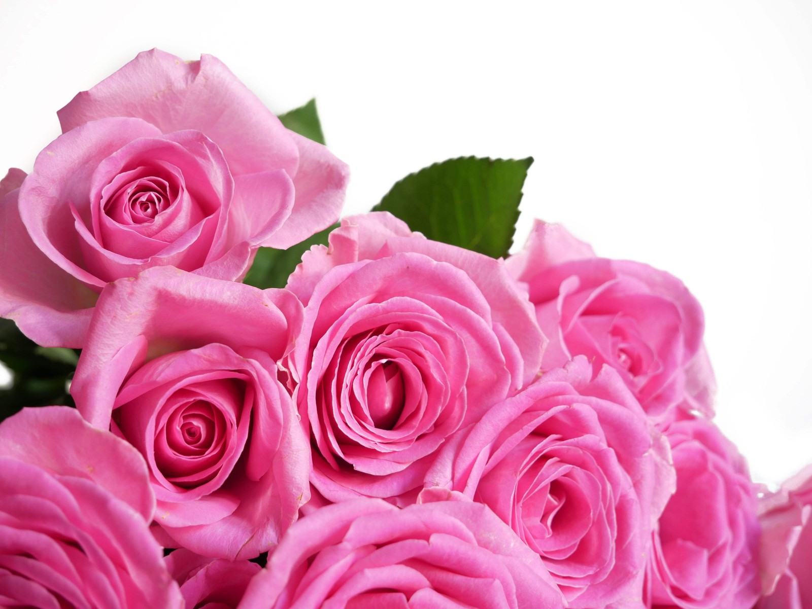 5 PINK ROSE Rosa Bush Shrub Perennial Flower Seeds *Flat S/H