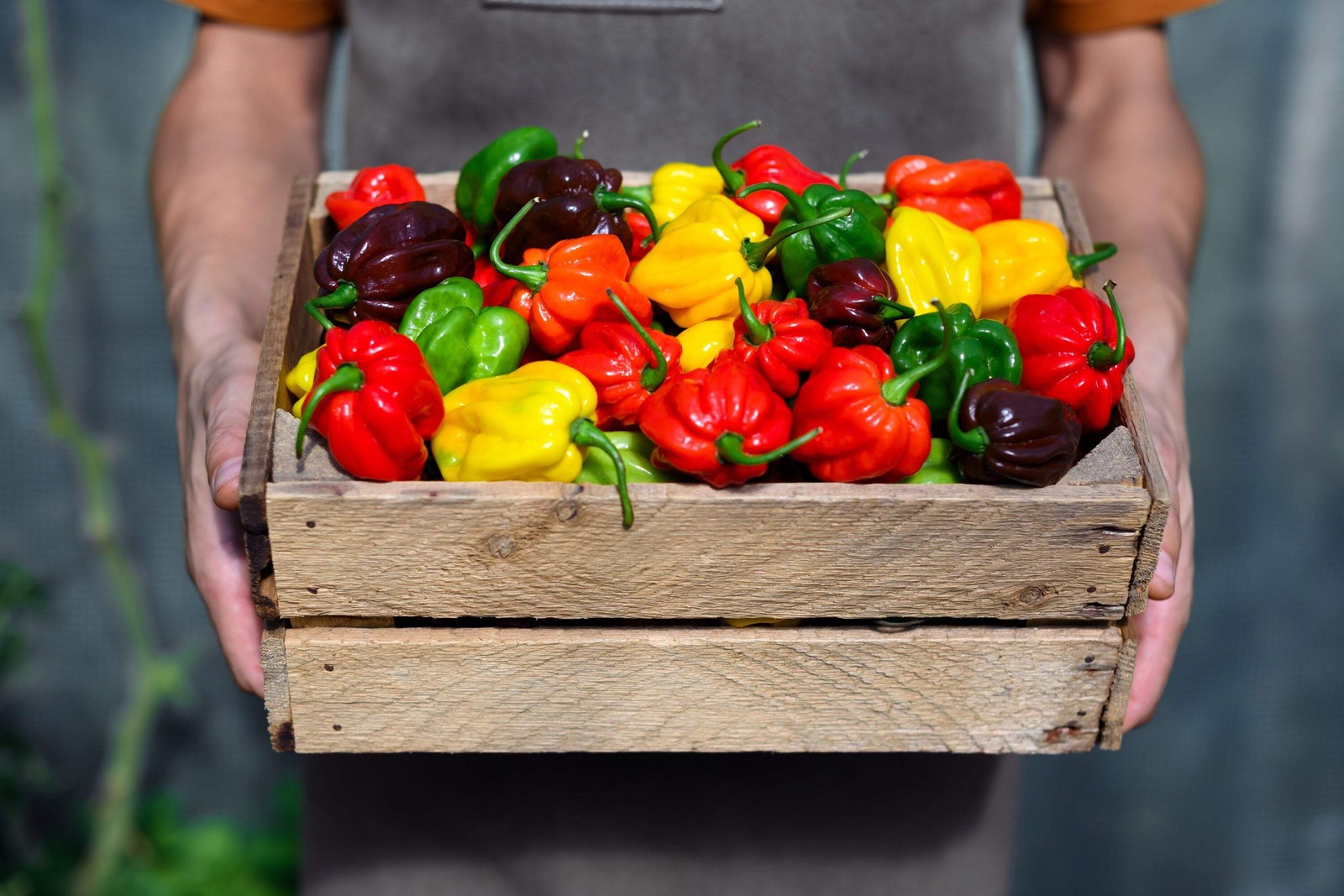 50 MIXED HOT HABANERO PEPPER Red Orange White Brown Mix Capsicum Chinense Seeds