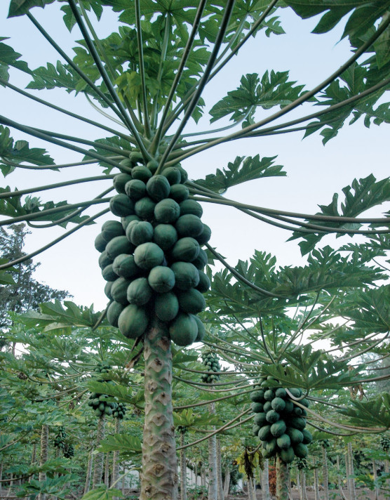 Hawaiian Solo Papaya 25 seeds – 1 Pack