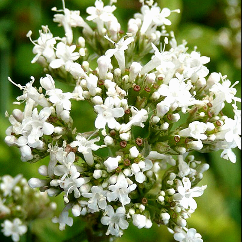 VALERIAN 200+ SEEDS AUTUMN SOW PERENNIAL HERB MEDICINAL SEDATIVE CATNIP BEES USA