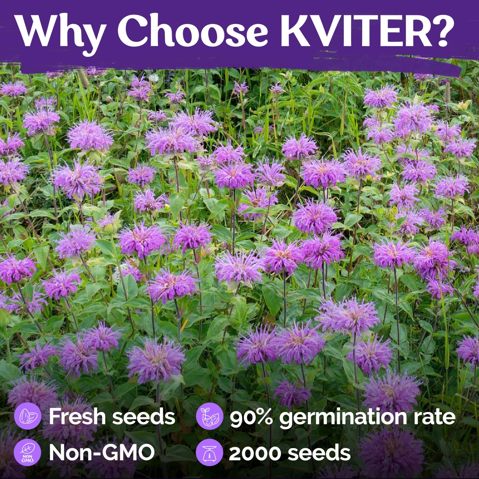 KVITER 2,000 Wild Bergamot Seeds for Planting (Monarda fistulosa), 2 Pack