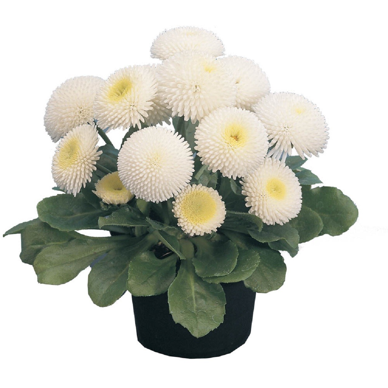 Bellis Seeds Bellis Tasso White 25 Seeds English Daisy Flower Seeds Pelleted See