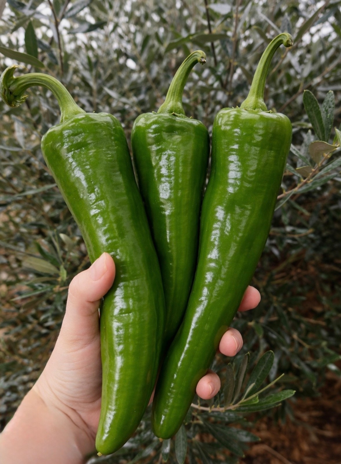 25+ NuMex Big Jim Hatch Chili Seeds, Non-GMO Heirloom, 12” Pepper, 2026 USA
