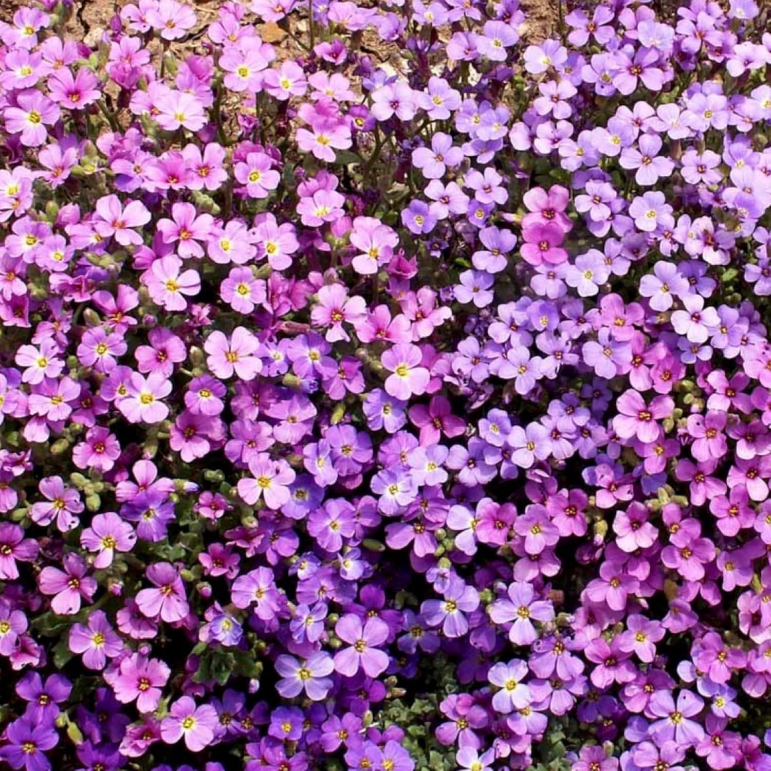 Seed Needs Purple Rockcress Seeds for Planting – Heirloom & Open Pollinated