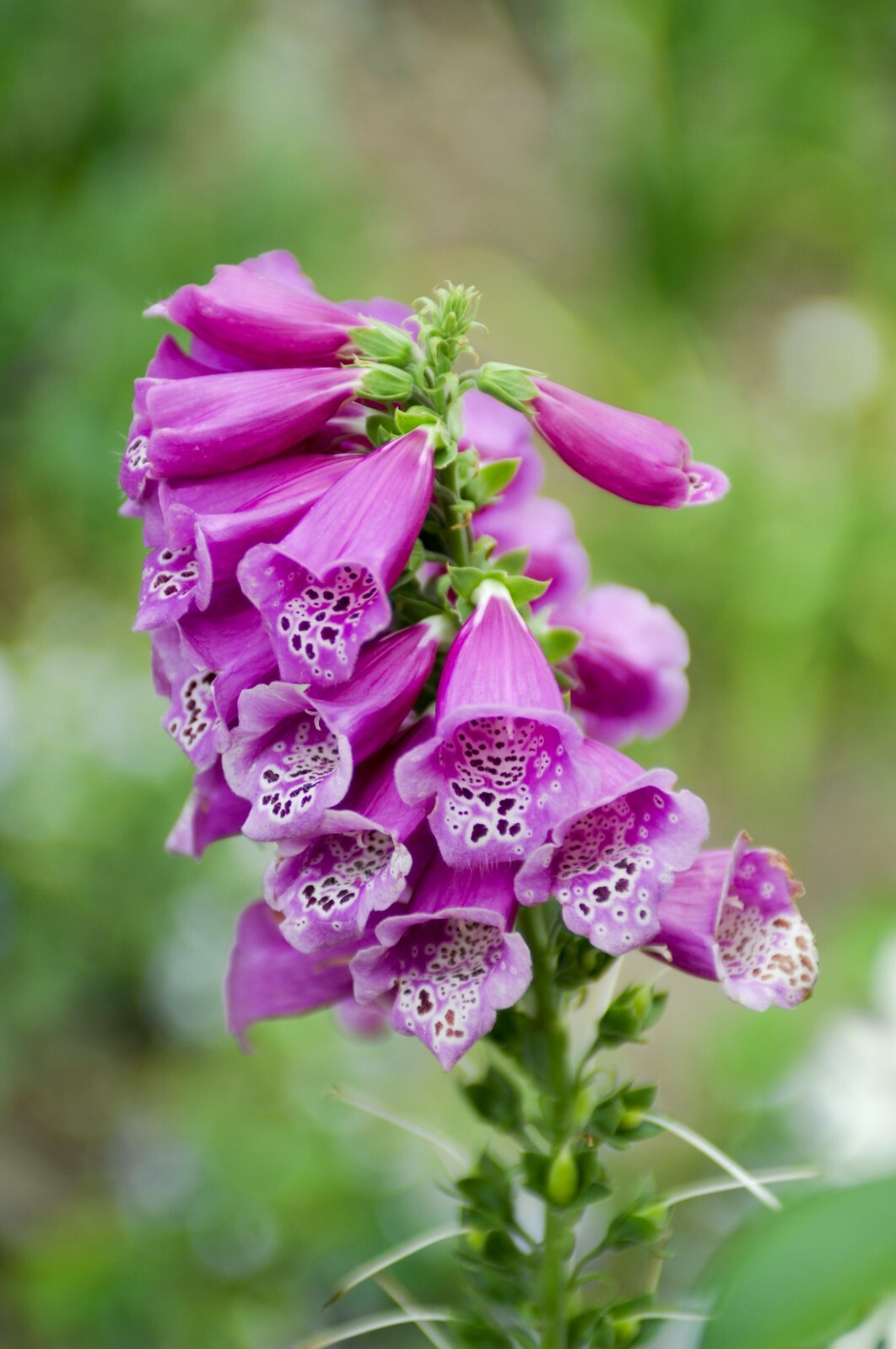 1000 Foxglove Seeds – Heirloom Non-GMO Digitalis purpurea herb