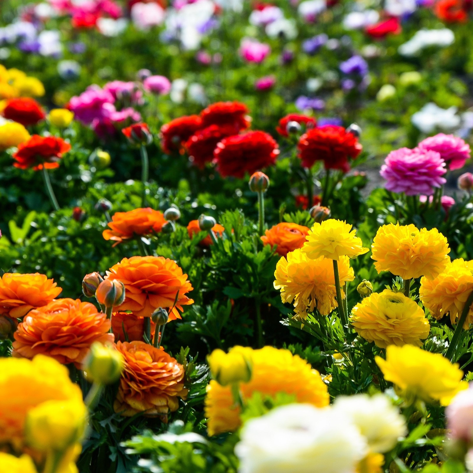Easy to Grow Ranunculus Buttercup Rainbow Mix 10 Plant Bulbs, Spring Flowers