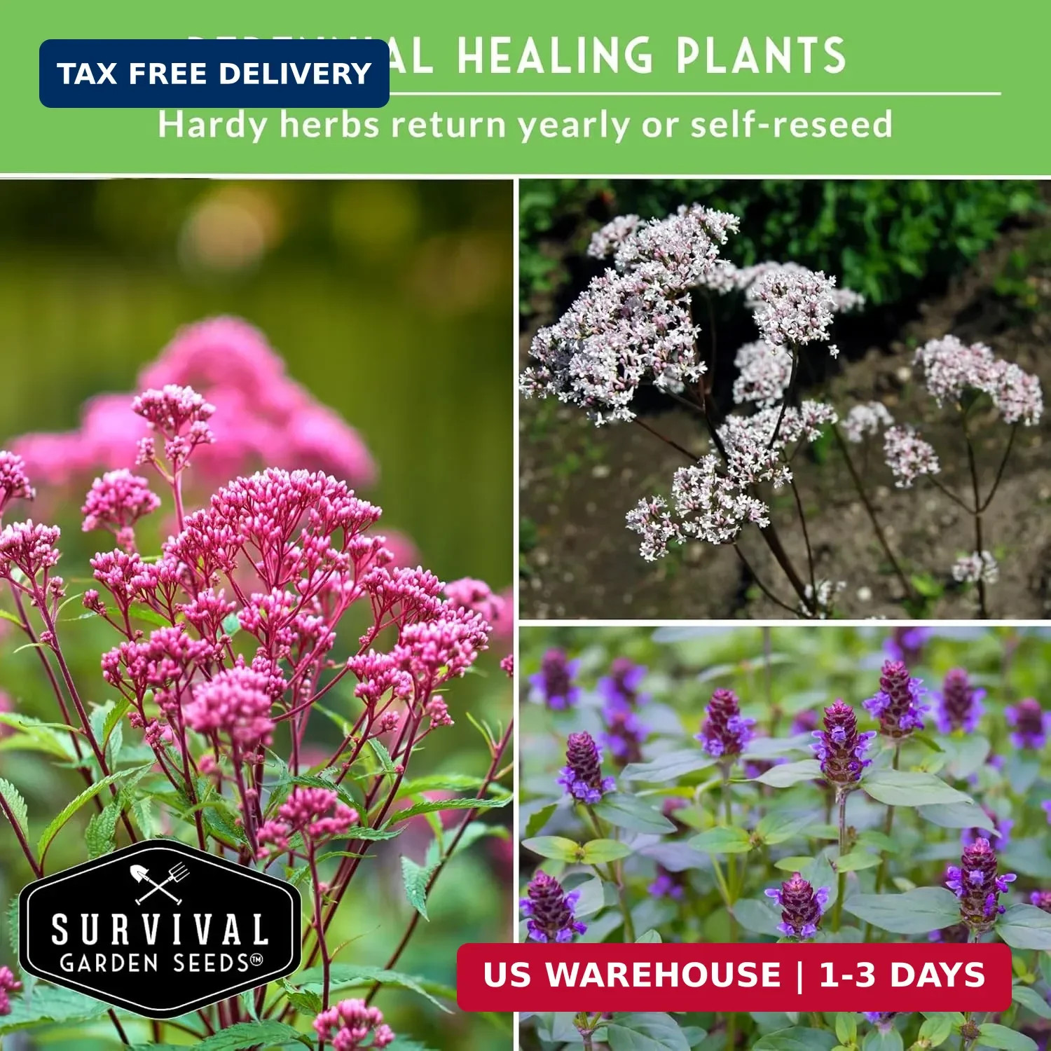 Advanced Medicinal Herb Seeds Collection – Variety Pack for Planting with Planta
