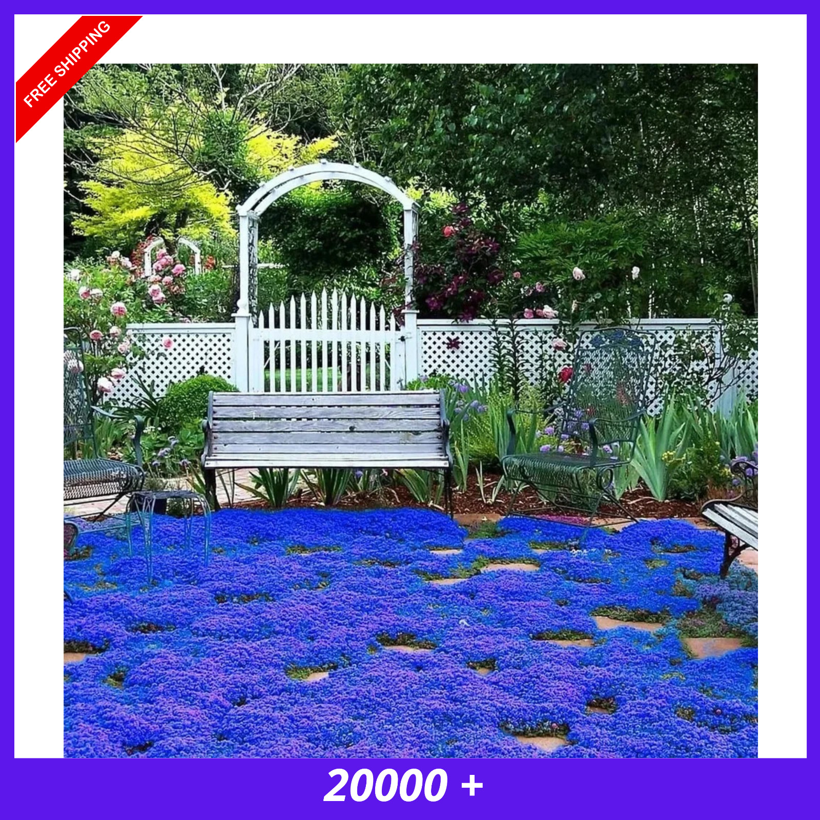 20000+ Magic Blue Creeping Thyme Seeds for Planting Ground Cover Plants Brown