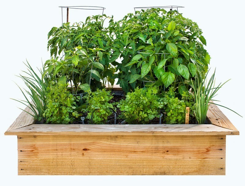 3 different grow your own salsa kits you choose NON-GMO seeds VERY EASY HEALTHY!