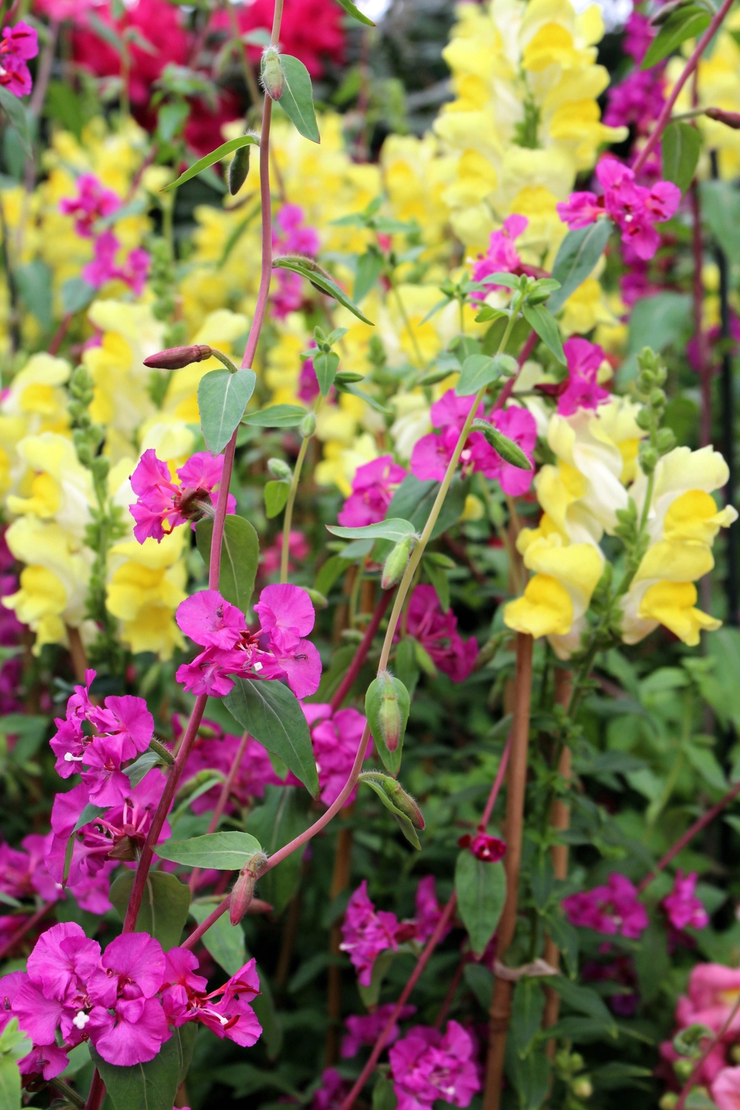 500 Mixed ELEGANT CLARKIA Mountain Garland Elegans Pink Purple Red Flower Seeds