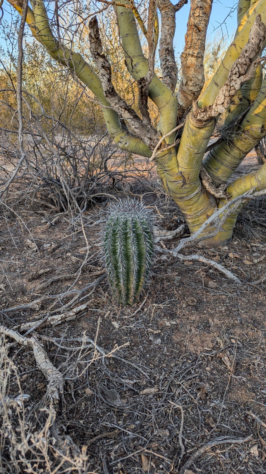 Saguaro Cactus (Carnegiea gigantea) 100 Seeds + Bonus Seeds
