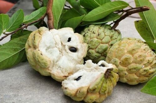 20 Seeds Organic Sugar Apple Annona Squamosa Tropical Fruit Plant, 2025 Season