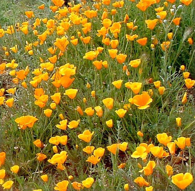 Golden West California Poppy Seeds Eschscholzia californica. Free Shipping!