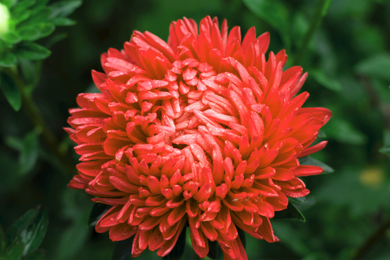 30 Double SCARLET PAEONY ASTER Red Peony Callistephus Flower Seeds *Flat S/H