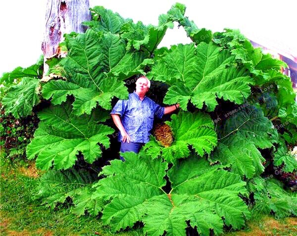 25 GUNNERA MANICATA SEEDS “Dinosaur Food” Giant Hardy Exotic Flower Plant RARE!
