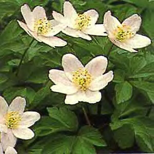 Anemone japonica hupehensis 250 seeds