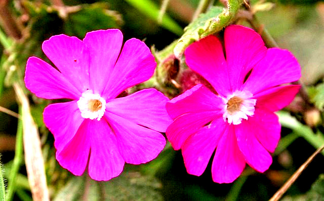 RED CAMPION MIX 100 SEEDS, HYBRID LEAF COLORS, YELLOW, PURPLE… SILENE DIOICA