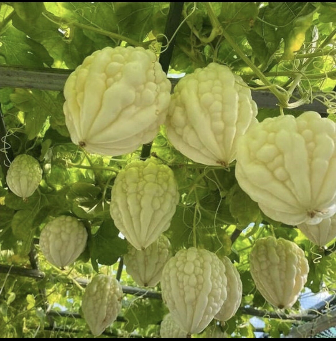 20 Seeds Very RARE WHITE APPLE BITTERMELON F1 Seeds from Known You