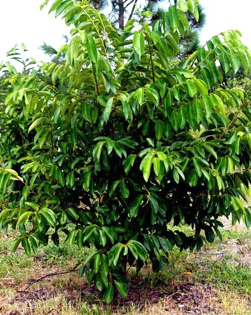 ORGANIC “Sugar Apple” Fruit Tree Seeds (Annona squamosa) Tropical Sweetsop Plant