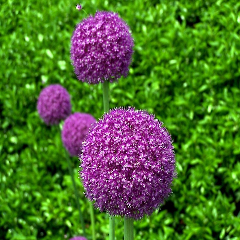 10 PURPLE SENSATION SEEDS (Allium aflatunense) LARGE 4-6″ FLOWERS Butterflies